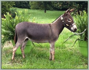 Champion High Point Miniature Halter yearling Gelding, Farmstead's John Sevier